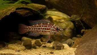 Badis assamensis (Bukalemun balığı)