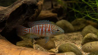 Badis badis Bukalemun balığı