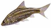 Barbus fasciatus Sakallı