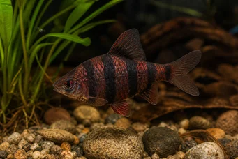 Barbus nigrofasciatus (Sakallı)