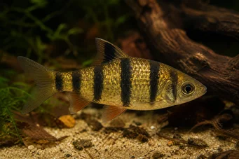 Barbus pentazona johorensis (Beş Band Sakallı)