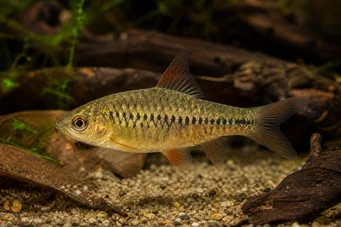 Barbus roloffi (Roloffi sakallı)