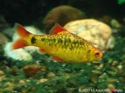 Barbus schuberti Schuberti sakallı