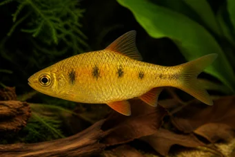 Barbus semifasciolatus (Pirinç sakallı)