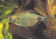 Bathyaethiops breuseghemi Afrika Tetra-Moon