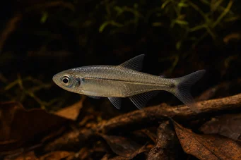 Bathyaethiops breuseghemi Afrika Tetra-Moon