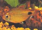 Bathyaethiops caudomaculatus Afrika Tetra-Moon