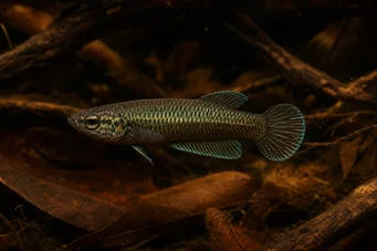 Betta bellica Savaşçı
