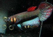 Betta foerschi  Betta bukalemun