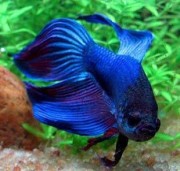 Betta splendens crownmoo... Savaşçı