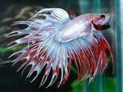 Betta splendens crowntai... Crowntail Fighter