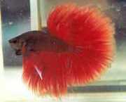 Betta splendens halfmoon Savaşçı