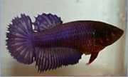 Betta splendens halfsun Savaşçı