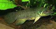 Betta trifasciata Savaşçı