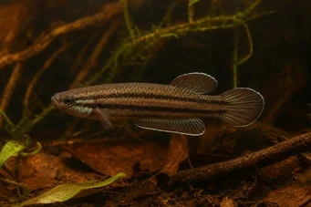 Betta trifasciata (Savaşçı)