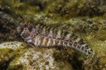 Blennius tentacularis (Blennie Cornue)