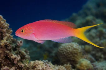 Bodianus anthioides (Bodianus)