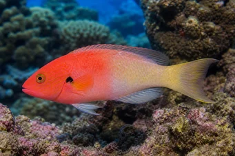 Bodianus axillaris Demirhindi