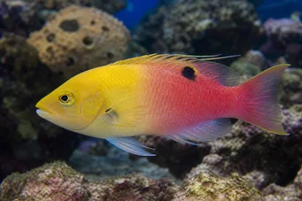 Bodianus pulchellus Cossyphe de Küba