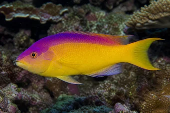 Bodianus rufus İspanyol laboratuvarı