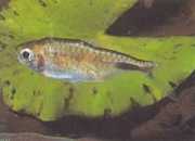 Brachypetersius pseudonummifer Brachypetersius psödonummifer