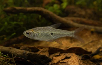 Brachypetersius pseudonummifer Brachypetersius psödonummifer