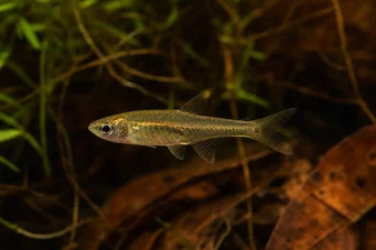 Brittanichthys myersi Myers Blood Tetra