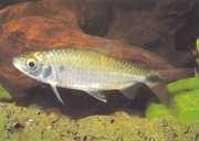 Brycinus affinis Brycinus kırmızı tüy
