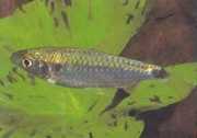 Brycinus brevis Küçük brycinus