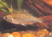 Brycinus leuciscus Brycinus beyaz
