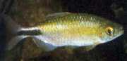 Brycinus longipinnis Uzun yüzgeçlerle charain