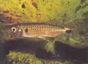 Brycinus macrolepidotus Gerçek ölçekli tetra