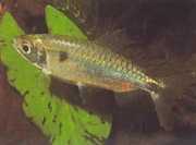 Brycinus schoutedeni Büyük ölçekli brycinus