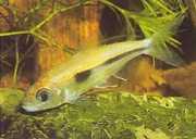Bryconaethiops boulengeri Tetra ünlem noktası
