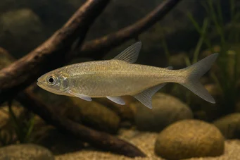 Bryconaethiops boulengeri (Tetra ünlem noktası)
