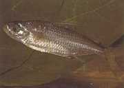 Bryconaethiops macrops Tetra büyük maskeli gözler