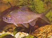 Bryconaethiops microstoma Küçük ağız tetramı