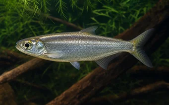 Bryconops affinis Konik bryconops