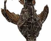 Bunocephalus kneri Banjo balığı