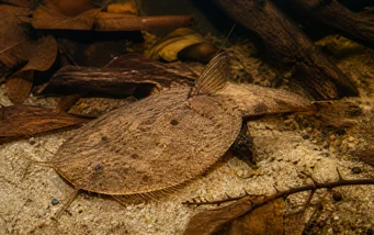 Bunocephalus kneri (Banjo balığı)