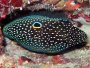 Calloplesiops altivelis Kuyruklu yıldız