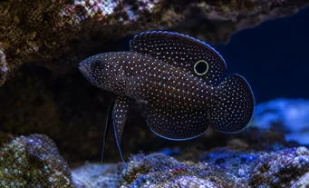 Calloplesiops altivelis (Kuyruklu yıldız)