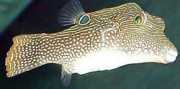 Canthigaster solandri Cantigaster-Paon