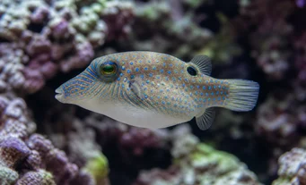 Canthigaster solandri (Cantigaster-Paon)