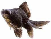 Carassius auratus telesc... Teleskop