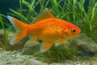 Carassius auratus
