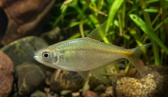 Carlastyanax aurocaudatus