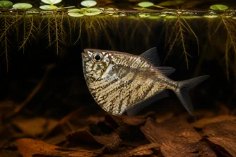 Carnegiella strigata strigata (Mermer)