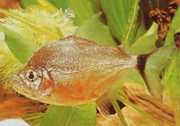 Catoprion mento Piranha mento, büyük kafa pacou