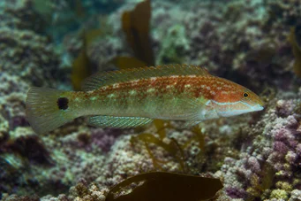 Centrolabus melops (Ortak crenilabre)